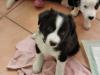 reinrassige Border Collie Welpen Rüde Familienaufzucht Thüringen