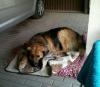 Dringend liebevolles Zuhause gesucht!!!