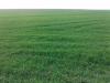 Agrar Grossbetriebe und Holdings in der Ukraine