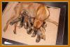 Rhodesian Ridgeback Hurra die Welpen sind da