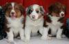 Geschenk 3 Chihuahua Welpen reine Rasse 1 Frau + 2 Rüden,  die LOF