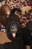 Zwei zauberhafte Bernedoodle Welpen (1w,  1m) suchen liebe Familien