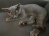 Kater ,  grau  4, 5 Monate