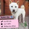 Ryoko-sha - lieb und verträglich