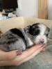 Pomchi Welpen 