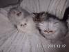 Traumhafte Perserkitten suchen ein neues Zuhause