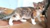 Katzenbabys zu verschenken