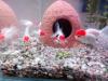 Oranda,  Oranda red cap,  Schleierschwänze Haube,  Oranda Butterfly