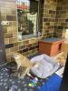Shiba Inu Welpen