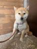 Koko,  Shiba Inu (-Mix)
