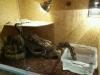 Boa Constrictor inklusive Terrarium 