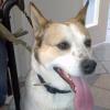 Bobi sucht ein Zuhause