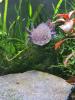 7 Axolotl abzugeben wildling copper weisling