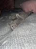 BKH kitten,  Mädchen