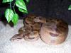Abgottschlange,  Boa Constrictor abzugeben