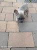 Französische Bulldoggen Welpen 