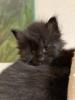 Main Coon  Babykatzen männlich,  weiblich