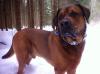 Mastiff-Rottweiler Deckrüde