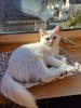 Türkische Angora Kitten suchen liebevolles Zuhause