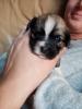 Havaneser Malteser Welpen
