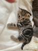 Bkh kitten Gold black tabby 