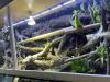 Chamäleon oder Taggecko gesucht für sehr großes Terrarium!