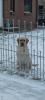 Verkaufe reinrassige Labradorwelpen
