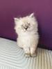 Reinrassige Perser Kitten