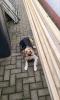 Hübsche Hündin daisy sucht ihre Familie