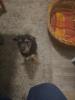 Gina sucht neues zuhause