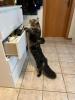 Maine Coon Deckkater mir Stammbaum 