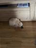 ein verschmuste Maine Coon Katze sucht nettes zu Hause