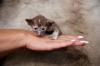 Ein bunter Haufen Orientalischer Kurzhaar Kitten von der zauberhaften Olivia (ch