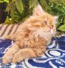 Perser Kitten  baby Ab ende Mai  2024  dürfen unsere zwei Kitten ausziehen