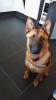Deutscher Schäferhund/ Malinois Hündin