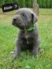 Cane Corso Welpen Reinrassig