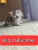 Persa / Britsch kurzhaar Mix katzen