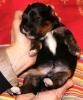 VDH Havaneser Welpen aus NRW Tele. 02382/ 803166 Havaneserwelpen Hundewelpen