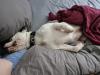 Blue sucht ein neues Zuhause