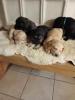 Labrador Mix Welpen