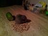 junge Hamster