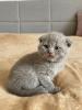 Wunderschöne BKH Kitten