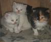 Maincoon Mix Kitten Katze Kater Perser