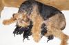Airedale Terrier Welpen VDH/ KfT mit Ahnentafel