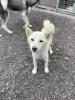 Kiyo - lieb,  sozial - Shiba Inu-Mischling