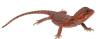 Suche schöne rote ,  weiße Bartagamen Farbagamen wie Cawley Red P. Vitticeps,  Zer