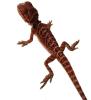 Suche schöne rote ,  weiße Bartagamen Farbagamen wie Cawley Red P. Vitticeps,  Zer