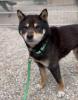 Chihiro (w),  8 Jahre,  40cm,  Slowakei (NB)“