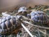 griech. Landschildkröten Nachzucht 20/ 21/ 22