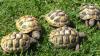Griechische Landschildkröten Nachzucht 2024 THB,  Ostrasse